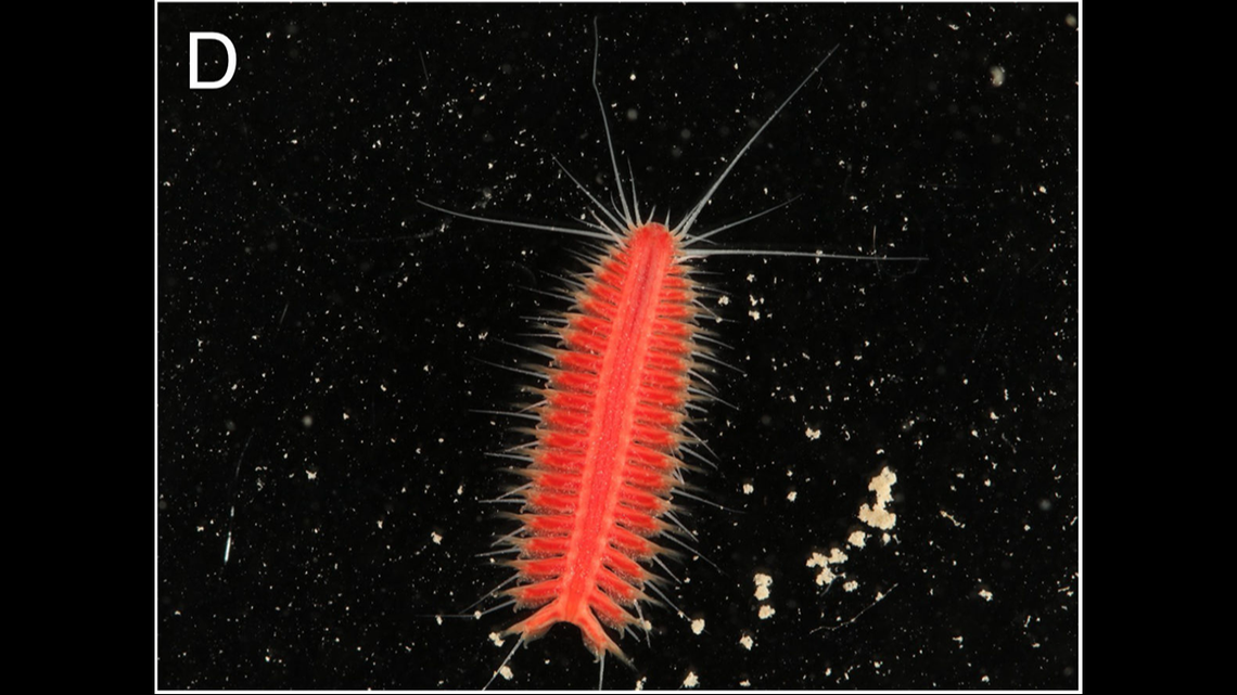 Two new species of red bristle worms found in Japan: study | Miami